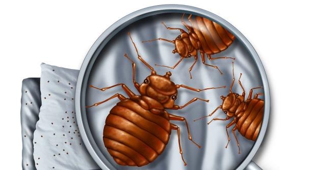 Bed Bugs - Banner