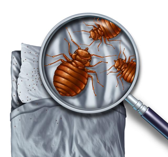 Bed Bugs - Icon